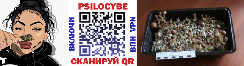 Псилоцибиновые грибы Psilocybe  Благовещенск 